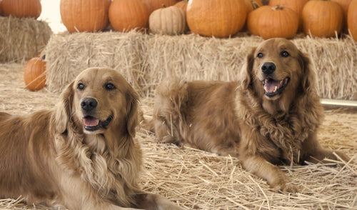 Fun Fall Activities for You and Your Pet