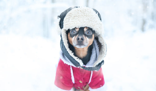 Preparing Your Pets for Winter: Cold-Weather Essentials