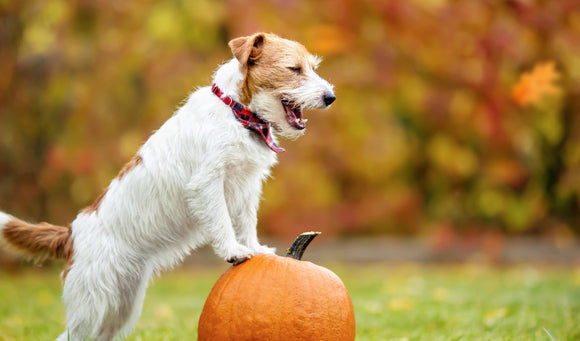 Thanksgiving Safety Tips for Your Pets