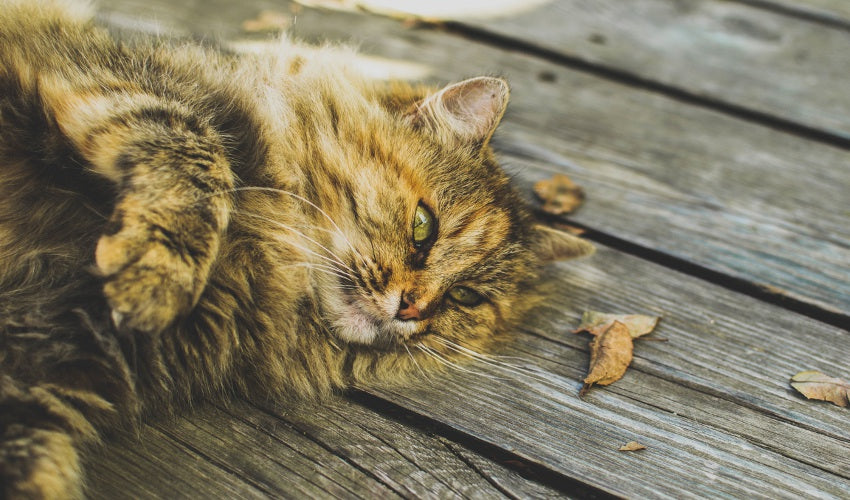 Tips for Keeping Your Cat Relaxed