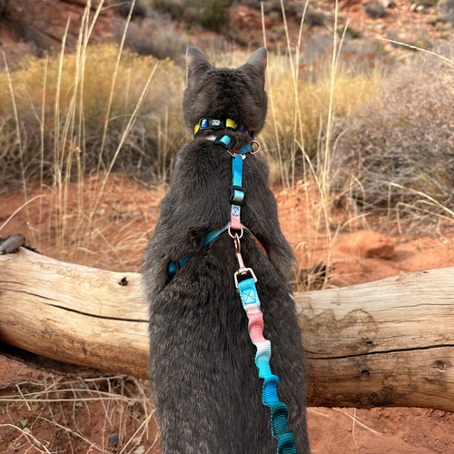 The Day Tripper Adjustable H-Style Cat Harness