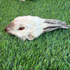 Rabbit Head (Whole) - Dehydrated for Dogs