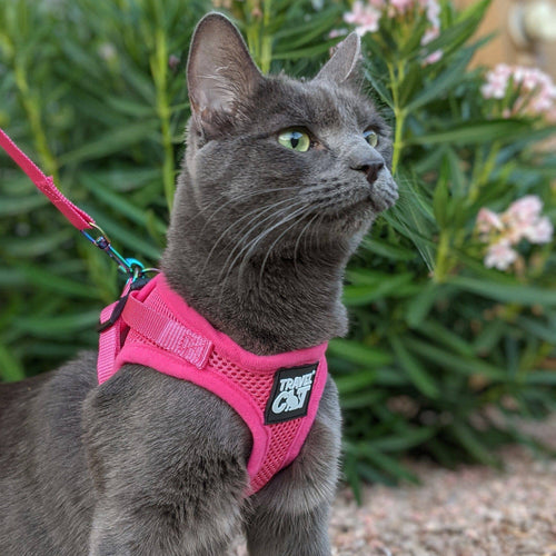 The Purrfectly Pink Iridescent Harness & Leash Set