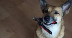 Nail trim