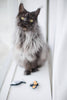Bat & Fish Skeleton Halloween Cat Toys, Set of 2