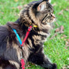 The Day Tripper Adjustable H-Style Cat Harness