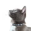 “The Travel Cat” Breakaway Cat Collar