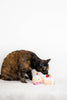 Birthday Cake Cat Toy Set