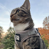 The True Adventurer Reflective Cat & Kitten Harness