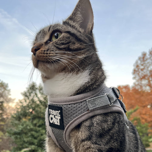 The True Adventurer Reflective Cat & Kitten Harness