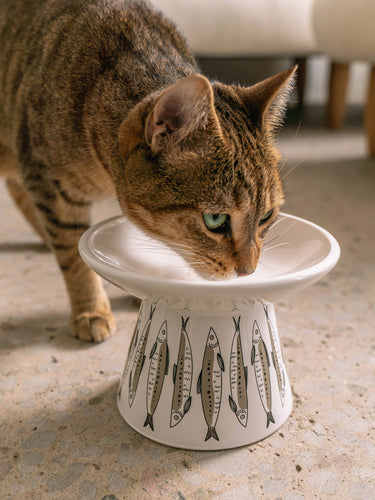 Flat Top Ceramic Cat Bowl - White With Fish Print