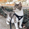 The True Adventurer Reflective Cat & Kitten Harness