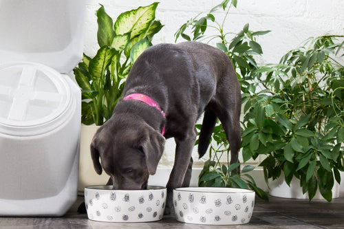 Dog Faces Pet Water or Food Bowl