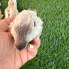 Rabbit Head (Whole) - Dehydrated for Dogs