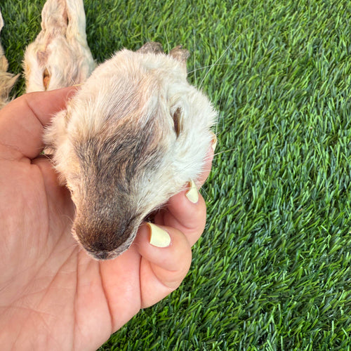 Rabbit Head (Whole) - Dehydrated for Dogs