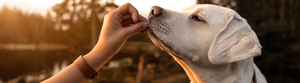 Person feeding a yellow lab a treat beside a calm pond at sunset, with the sky painted in warm hues of orange and pink.