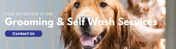 Let Us Speak About Essential Dog Grooming Supplies - WanderGlobe