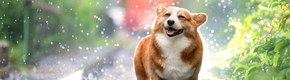 A corgi shaking off water near a small creek, surrounded by lush green foliage.