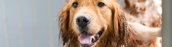 A freshly bathed golden retriever sitting patiently, waiting to be groomed by its owner.