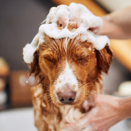 Self Wash ServiceDog being washed