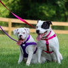 Coastal Single-Ply Nylon Dog Leash Pink Bright 5/8 In X 4 ft