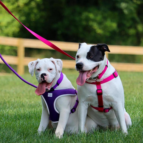 Coastal Single-Ply Nylon Dog Leash Pink Bright 5/8 In X 4 ft