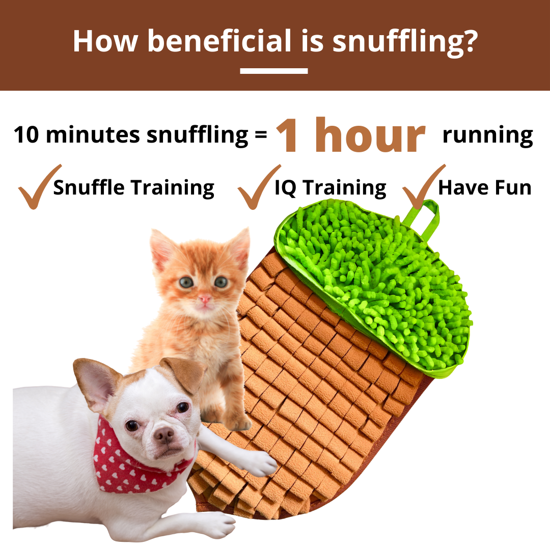 Nutty Acornโข Snuffle Mat | Challenge Level 1 - Olympia, WA - Animology