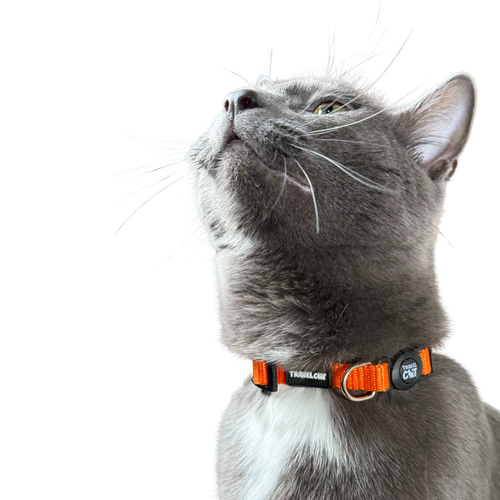 “The Travel Cat” Breakaway Cat Collar
