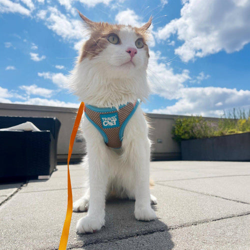 The Pawpsicle Limited Edition Cat Harness & Leash Set