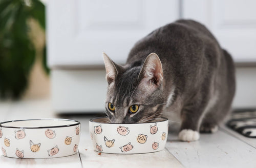 Cat Faces Pet Water or Food Bowl, Blush