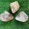 Fish Heads - Freeze Dried Treat/Chew for Dogs