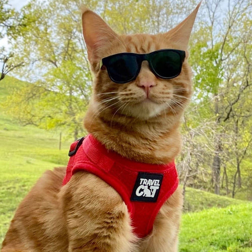The True Adventurer Reflective Cat & Kitten Harness