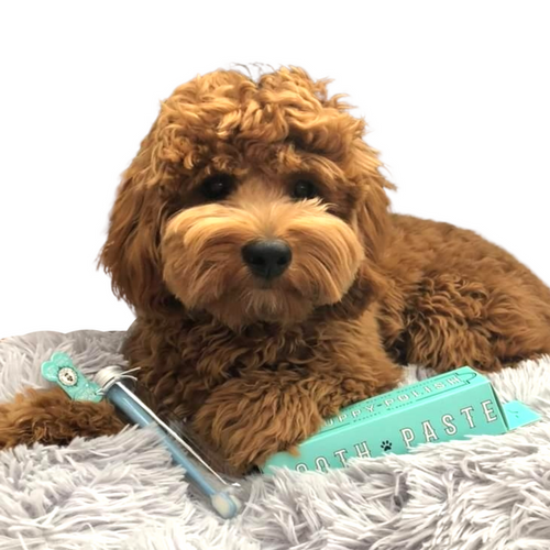 Wag & Bright Puppy Polish Toothpaste