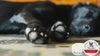 Warren London Paw Defense Wax Soothes Moisturizes and Protects Dog's Paw Pads