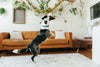 P.L.A.Y. Fetching Flock Edgar the Eagle Dog Toy
