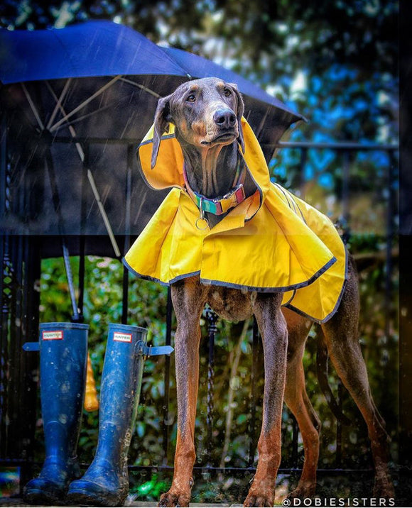 Ethical Pet Rainy Days Slicker Yellow